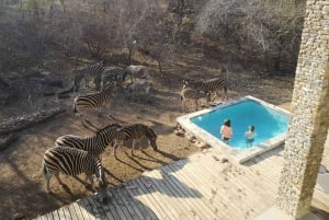 3 days: Safari in Kruger National Park, Mpumalanga, and a city tour in Maputo