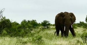 Bushfind Tours