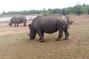 Eswatini : 2-daagse cultuur en safari Hlane Park