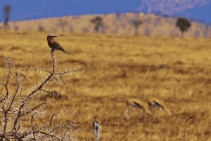 Från Johannesburg: 6-dagars safari till Kruger och Moçambique