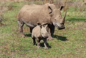 Från Johannesburg: 6-dagars safari till Kruger och Moçambique