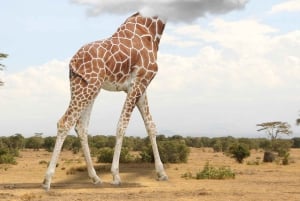 Från Johannesburg: 6-dagars safari till Kruger och Moçambique
