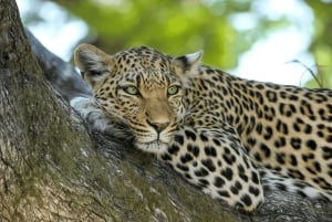 Från Johannesburg: 6-dagars safari till Kruger och Moçambique