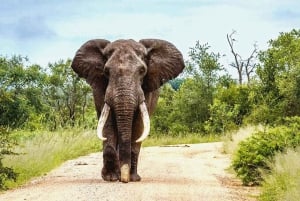 Da Maputo: Safari nella Riserva Speciale con visita a Ponto do Ouro