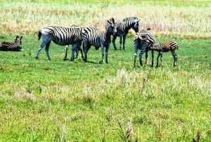 Da Maputo: Safari nella Riserva Speciale con visita a Ponto do Ouro