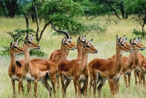 Da Maputo: Safari nella Riserva Speciale con visita a Ponto do Ouro