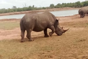 Hlane National Park, Safari Day Tour