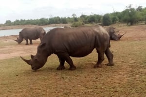 Hlane National Park, Safari Day Tour