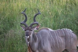 Kruger National Park,