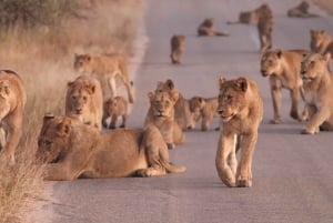 Safári no Parque Kruger saindo de Maputo