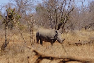 Safari w Kruger Park z Maputo