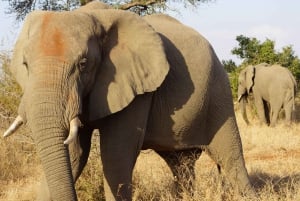Safari dans le parc Kruger depuis Maputo