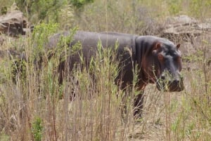 Safári no Parque Kruger saindo de Maputo