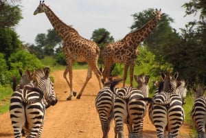Maputo: 2-Day Hlane National Park Adventure