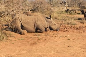 Maputo: 2-Day Hlane National Park Adventure