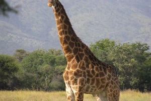 Maputo: 2-Day Hlane National Park Adventure