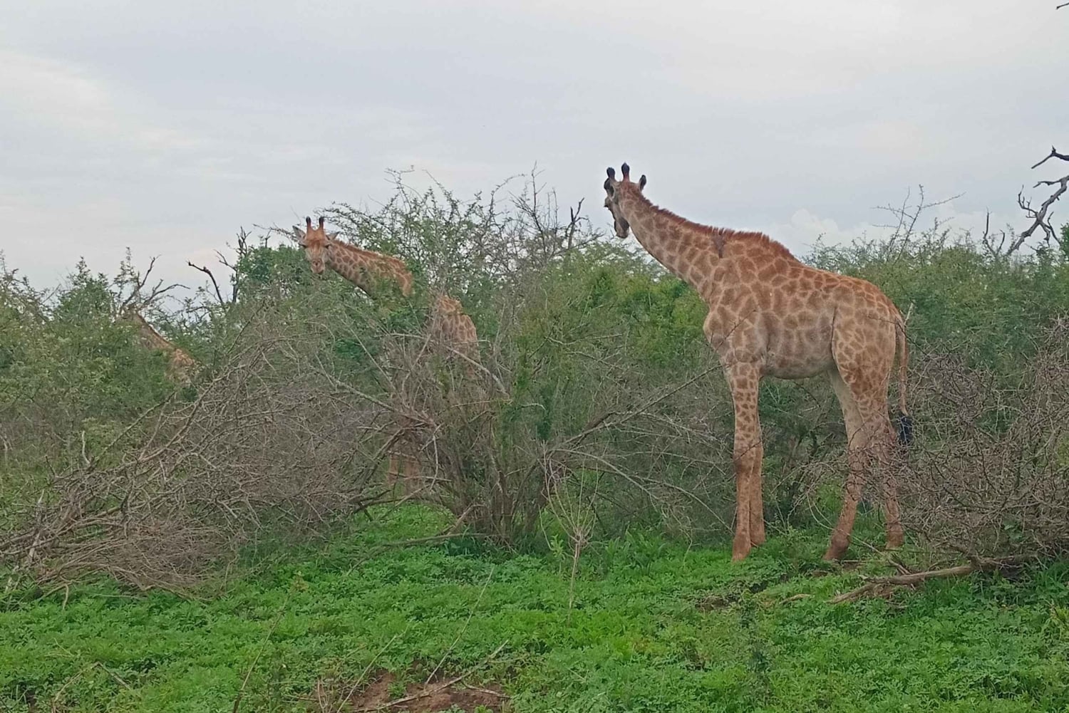 Maputo: 2 dias de safári e visita cultural na Suazilândia