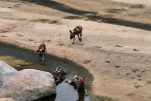 Maputo: Kruger National Park Day Trip
