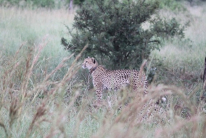 Maputo: Kruger National Park Day Trip