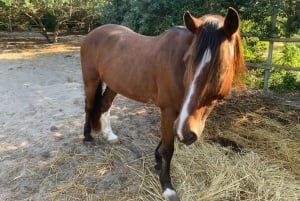 Maputo: Macaneta Beach Horse Riding Tour