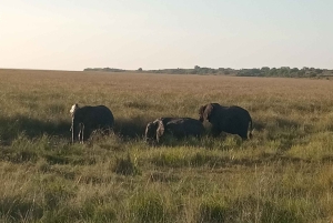 Maputo: Safari i Maputo nationalpark och strandtur