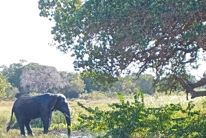 Maputo: Safari i Maputo nationalpark och strandtur