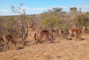 Maputo: Safari i Maputo nationalpark och strandtur