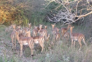Parc national de Maputo,