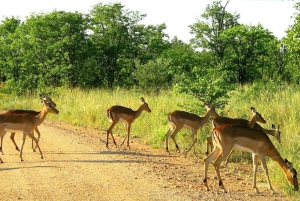 Excursion de 3 jours dans la réserve spéciale de Maputo