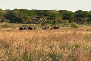 Reserva Especial de Maputo: Viagem de 1 dia de safári saindo de Maputo