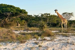 Reserva Especial de Maputo: Viagem de 1 dia de safári saindo de Maputo