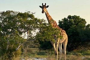 Reserva Especial de Maputo: Viagem de 1 dia de safári saindo de Maputo