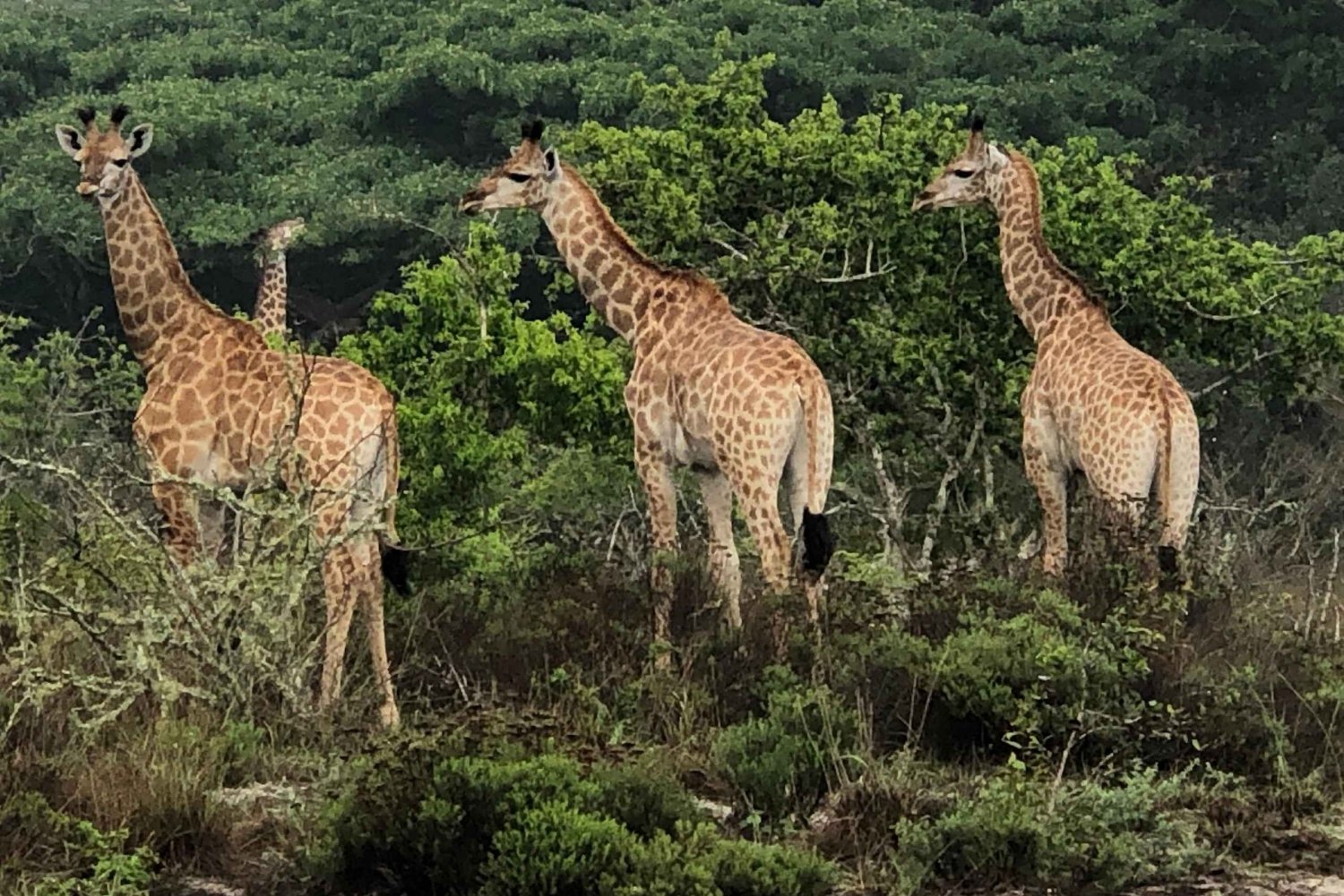 Discover-Wildlife-in-Gorongosa-National-Park