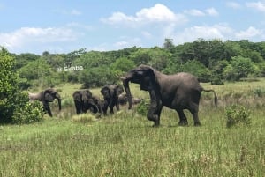 Safari in nationaal park Maputo