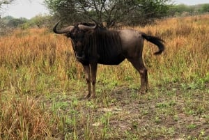 Safari Maputon kansallispuistossa