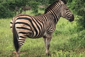 Safari Maputon kansallispuistossa