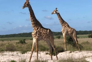 Safari in nationaal park Maputo