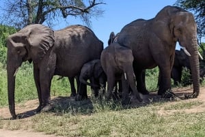 Safari Kruger National from Maputo (Economic)