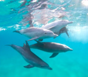 The Dolphin Centre