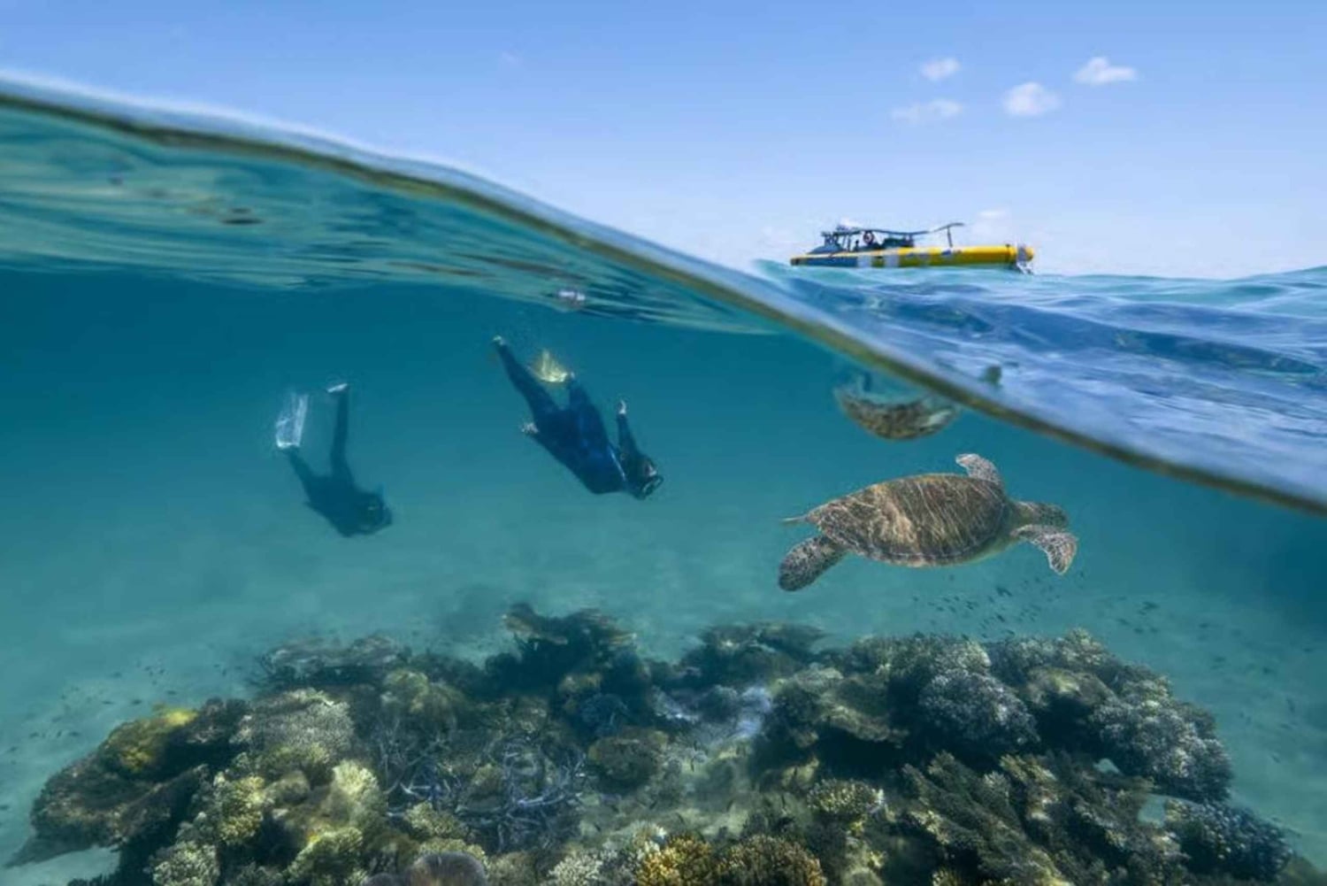 Tofo: Ocean Safari Wildlife Spotting