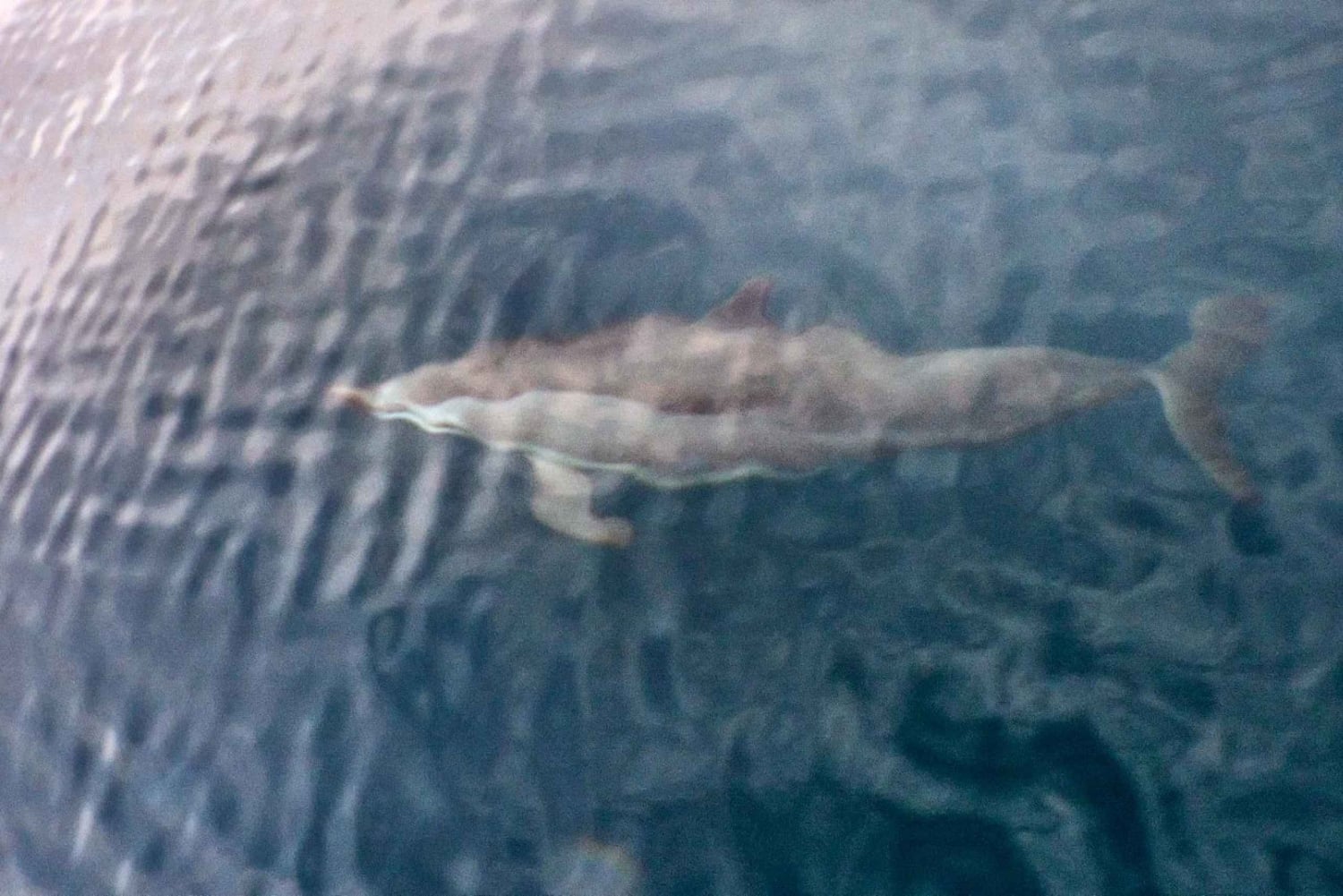 Tofo: Ocean Safari Wildlife Spotting