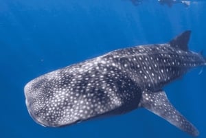 Tofo: Ocean Safari Wildlife Spotting