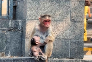 Ajanta- og Ellora-grotterne + Mumbais højdepunkter – 2-dages privat tur