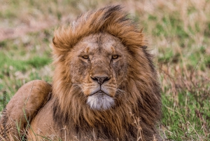 De Bombay al Triángulo Dorado y safari de tigres: tour de 7 días por la India