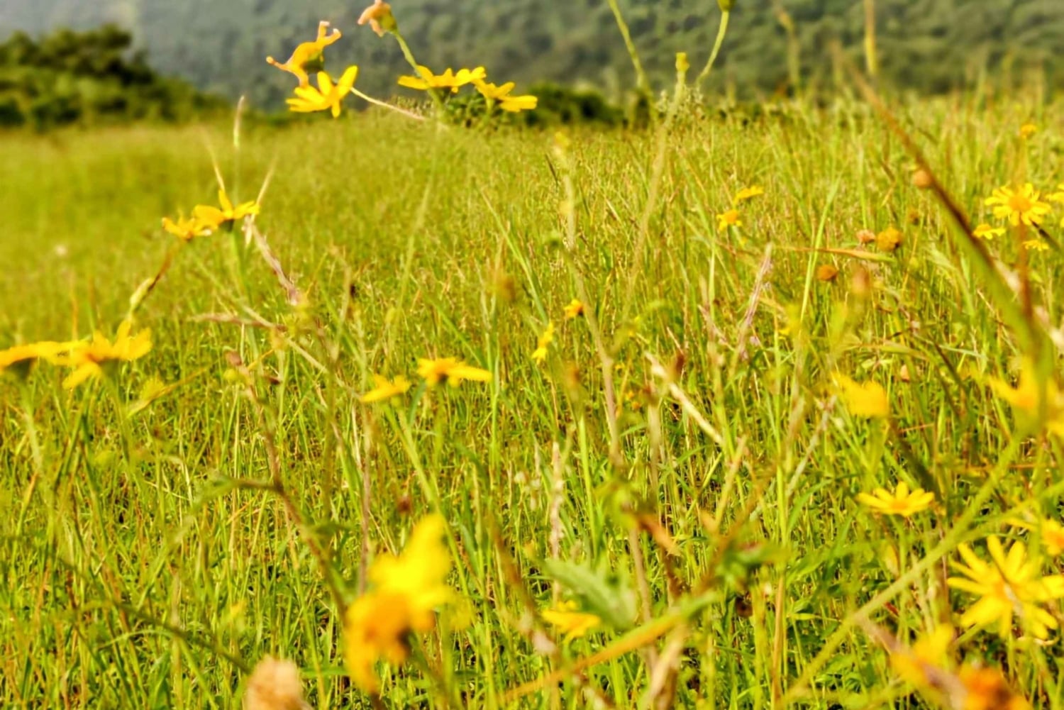 Desde Mumbai: ruta guiada al fuerte de Sondai con comidas y traslados