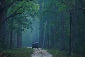 From Nagpur: Pench Wildlife Private Tour with Accommodation