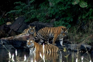 From Nagpur: Pench Wildlife Private Tour with Accommodation