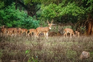 Balade à vélo à Mumbai : sentiers du parc Sanjay Gandhi et grottes de Kanheri