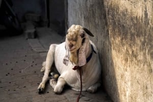 Mumbai Dharavi Slum Community Tour