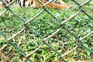 Mumbai: Guidad tur i Kanheri-grottorna